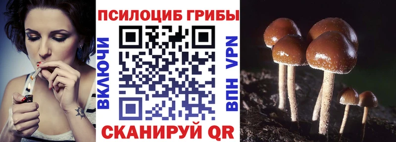 Галлюциногенные грибы Psilocybe Ставрополь
